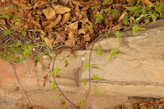 Convolvulus farinosus