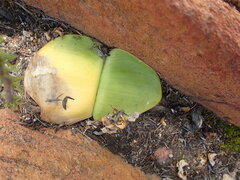Haemanthus sanguineus