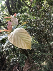 Ficus benguetensis