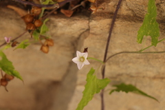 Convolvulus farinosus