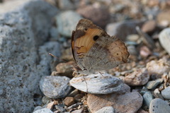Junonia hierta