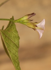 Convolvulus farinosus