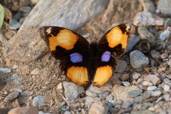 Junonia hierta