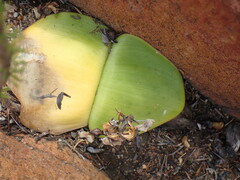 Haemanthus sanguineus