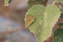 Catopsilia florella