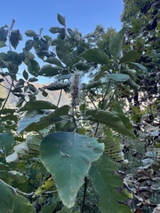 Leucosceptrum canum