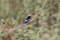 Halcyon leucocephala