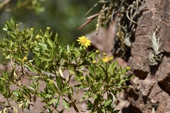 Flourensia thurifera