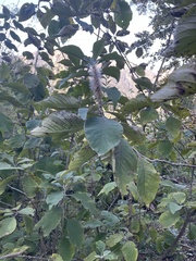 Leucosceptrum canum