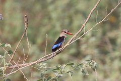 Halcyon leucocephala