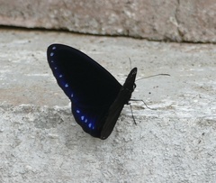 Euploea configurata
