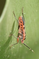Physopelta gutta