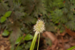 Rhynchospora cephalotes