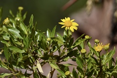 Flourensia thurifera