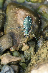 Calomera alboguttata