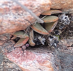 Adromischus triflorus