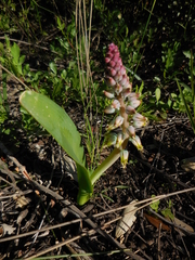 Lachenalia mutabilis
