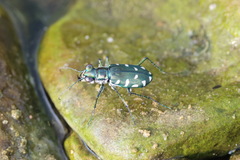 Calomera alboguttata