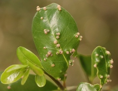 Eriophyes inermae