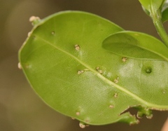 Eriophyes inermae