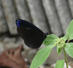 Euploea configurata