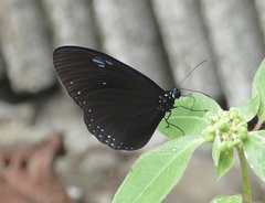 Euploea configurata