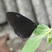 Euploea configurata - Photo no rights reserved, uploaded by Jean-Paul Boerekamps