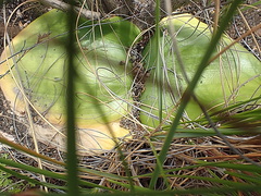 Haemanthus sanguineus
