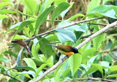 Aethopyga nipalensis