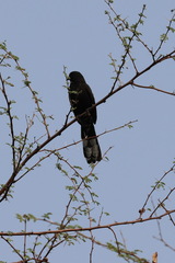Cercotrichas podobe