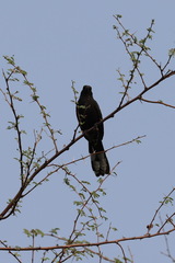 Cercotrichas podobe