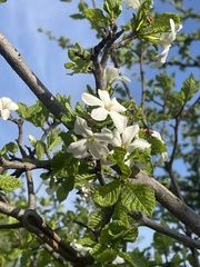 Gardenia resiniflua