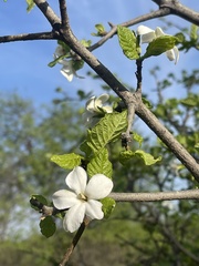Gardenia resiniflua