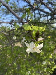 Gardenia resiniflua