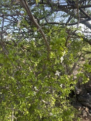 Gardenia resiniflua