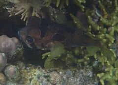 Diodon liturosus