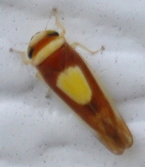 Colladonus clitellarius