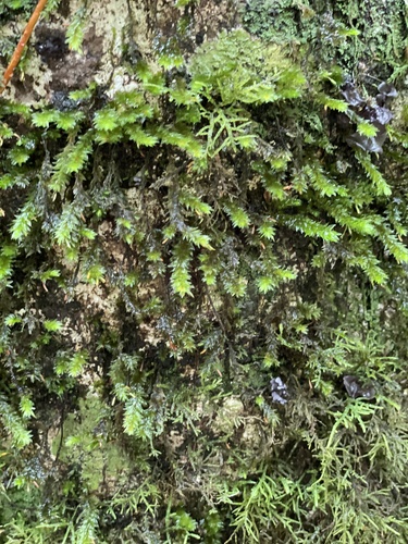 Garovaglia elegans observed 2022-11-06