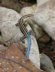 Emoia caeruleocauda