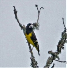 Mycerobas melanozanthos