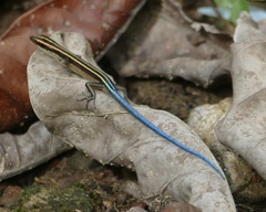Emoia caeruleocauda
