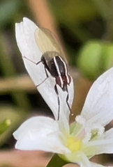 Poecilohetaerus aquilus