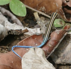Emoia caeruleocauda
