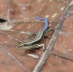 Emoia caeruleocauda