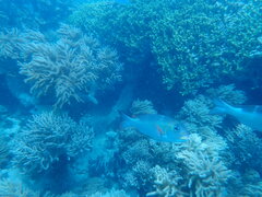 Monotaxis grandoculis