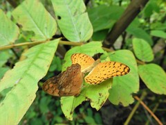 Phalanta phalantha phalantha