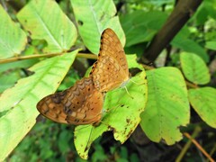 Phalanta phalantha phalantha