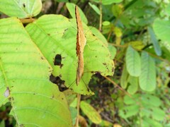 Phalanta phalantha phalantha