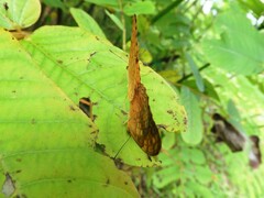 Phalanta phalantha phalantha