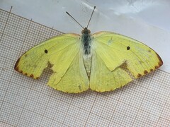 Catopsilia florella